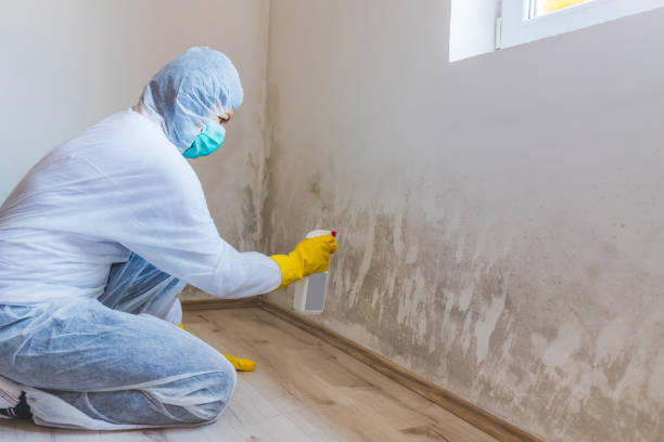 Mold Remediation specialist working in Northport